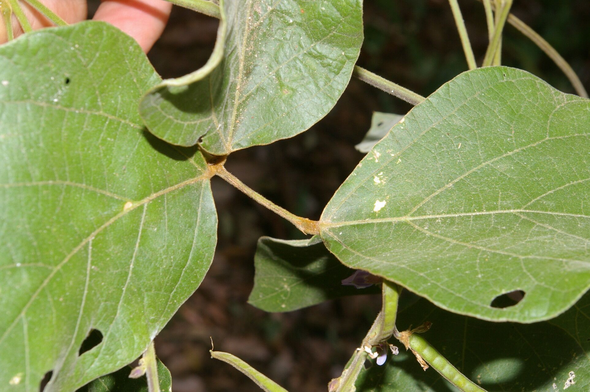 Calopogonium caeruleum flower