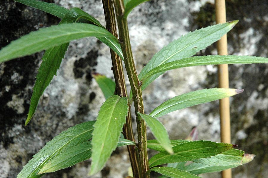 Adenophora liliifolia leaf