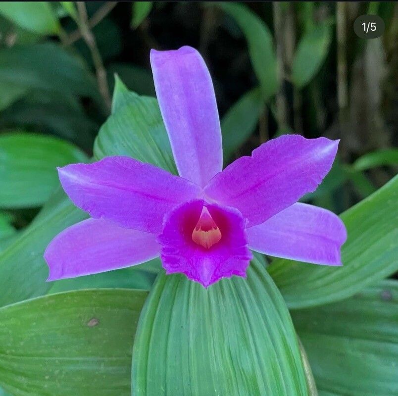 Sobralia sessilis flower