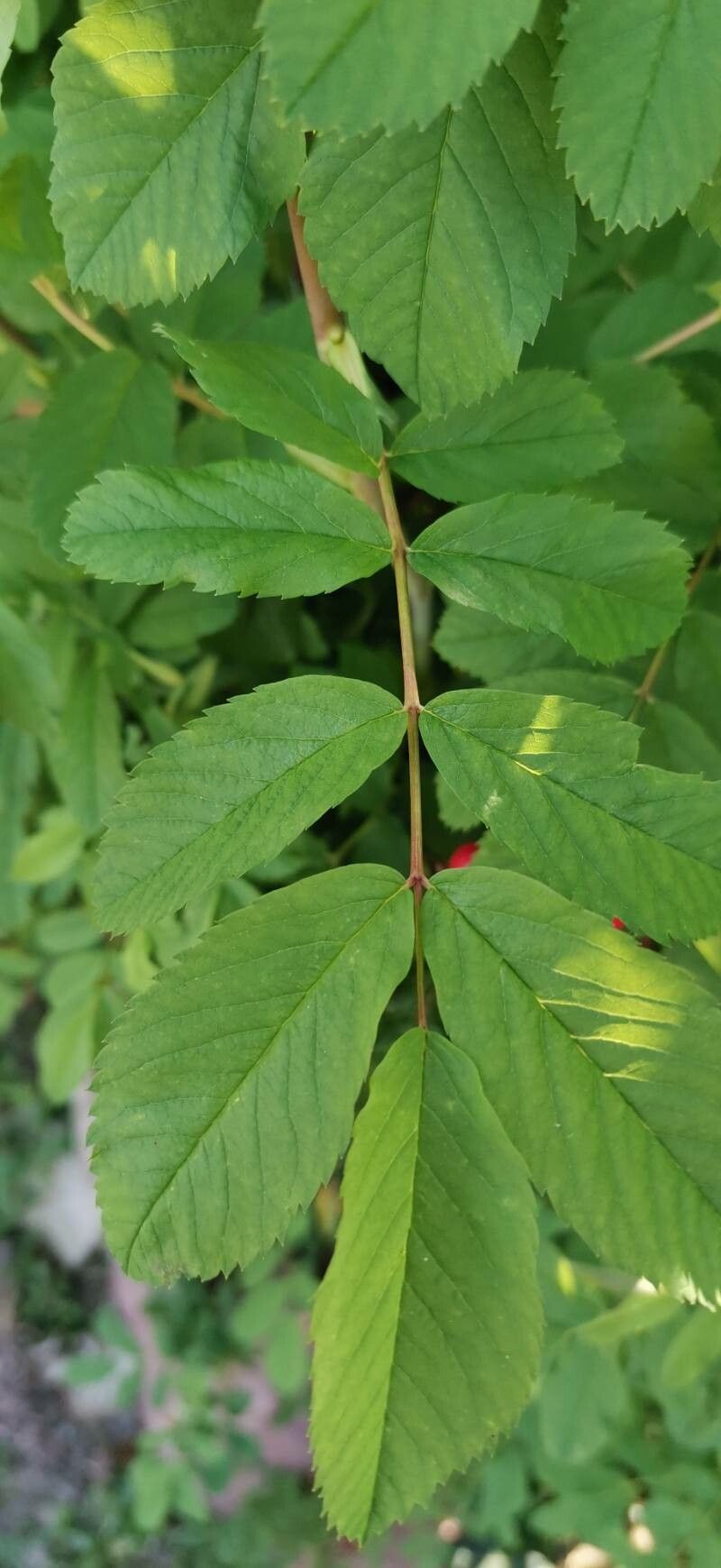 Rosa glutinosa — houseplant care guide