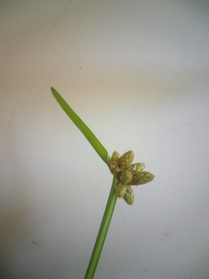 Schoenoplectus mucronatus flower