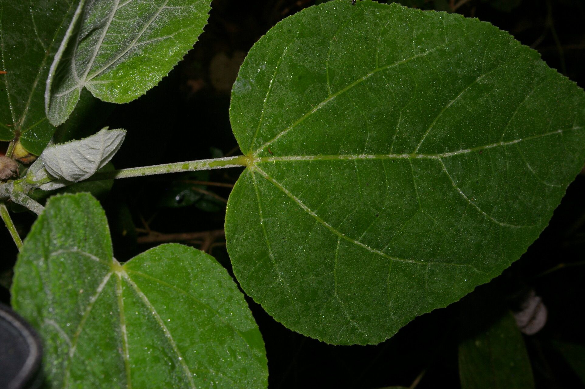 Malvaviscus concinnus leaf