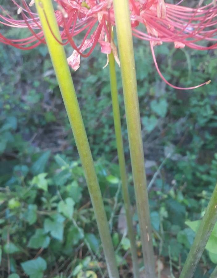 Lycoris radiata bark