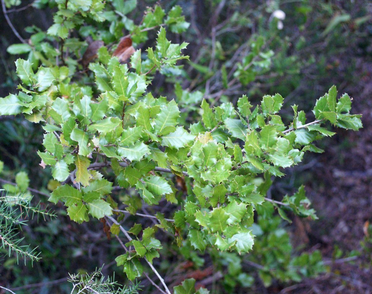 Quercus x auzandri habit