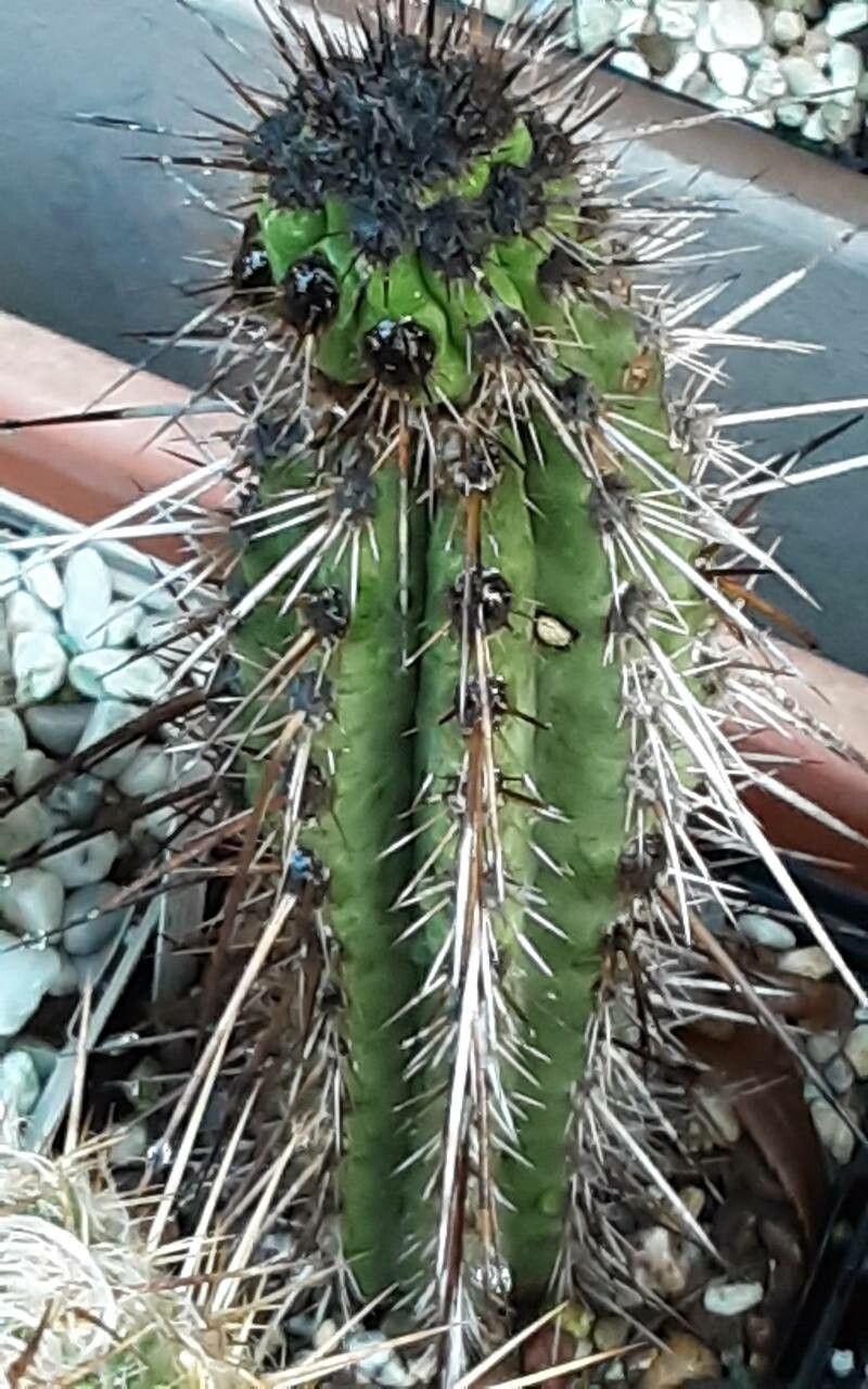 Eulychnia taltalensis habit