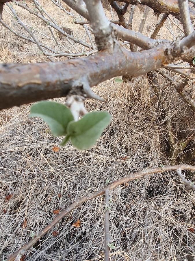 Sesamothamnus rivae — related species from the same genus