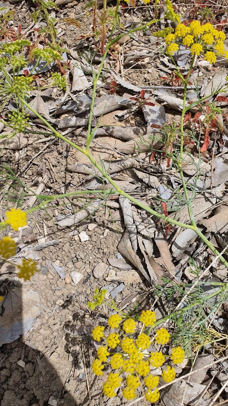 Ridolfia segetum leaf