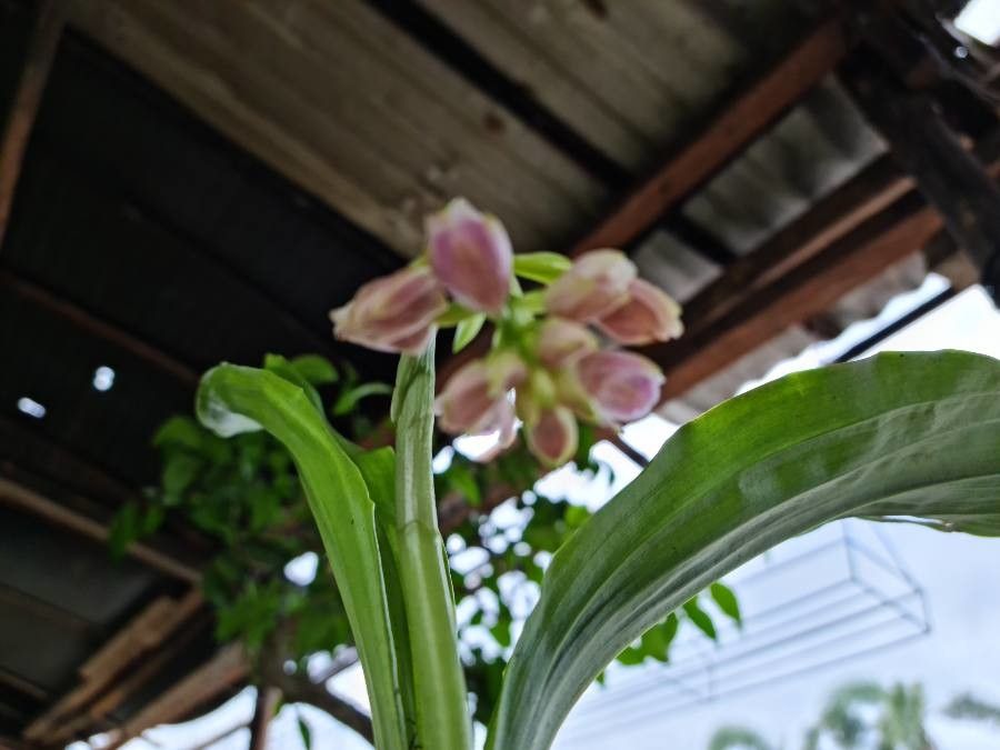 Geodorum densiflorum flower