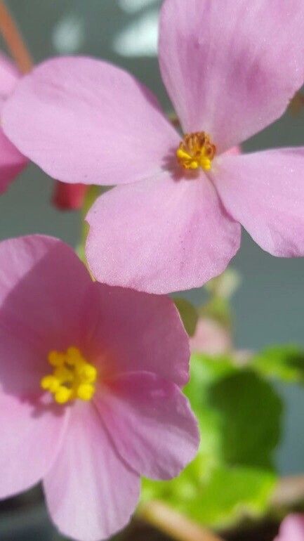 Begonia socotrana flower