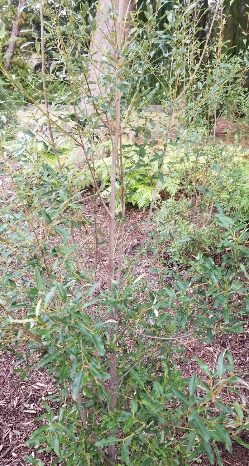 Eucryphia lucida habit