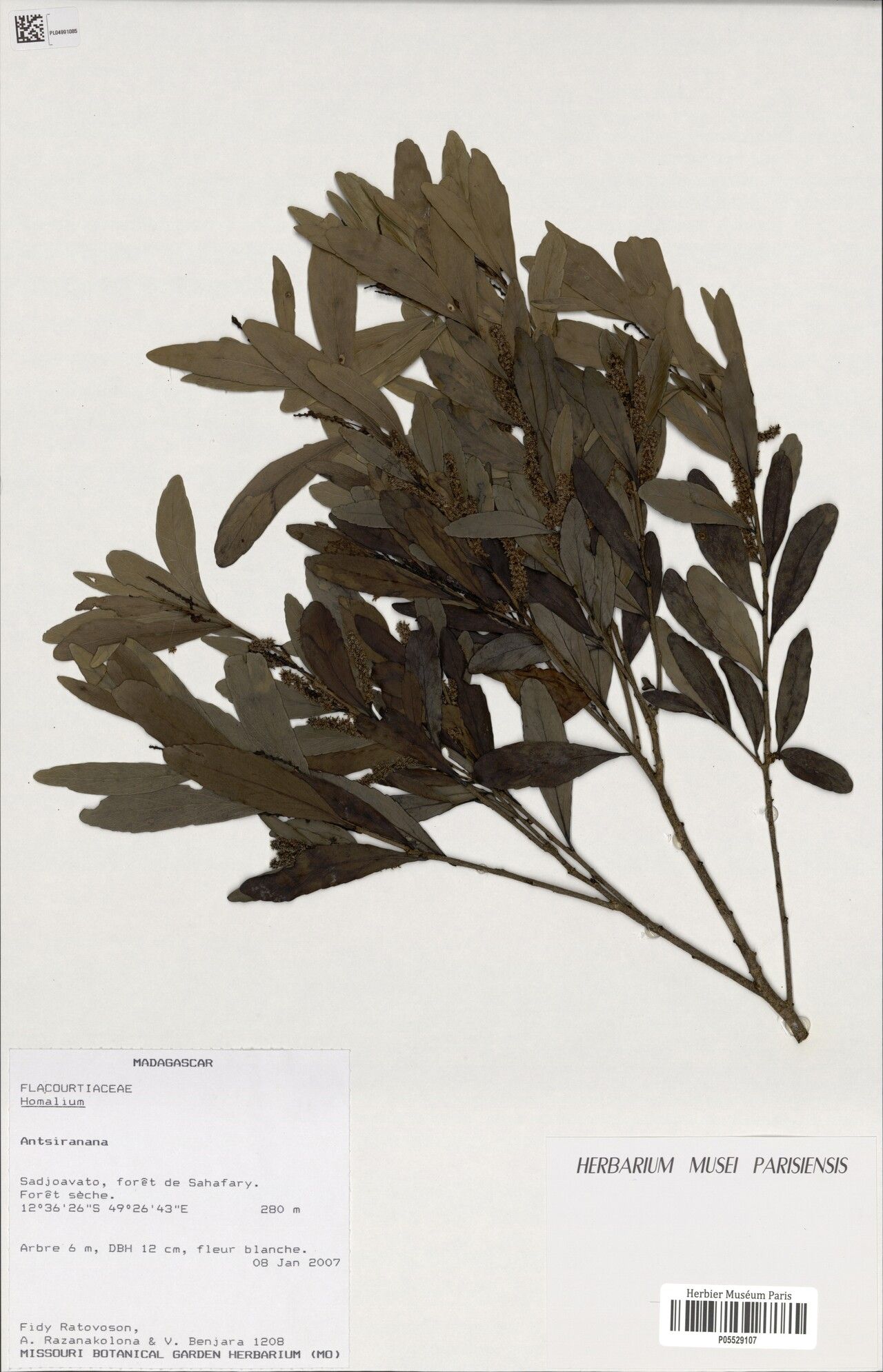 Homalium brachystylis — houseplant care guide