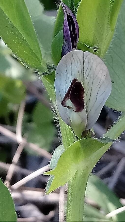 Vicia johannis flower