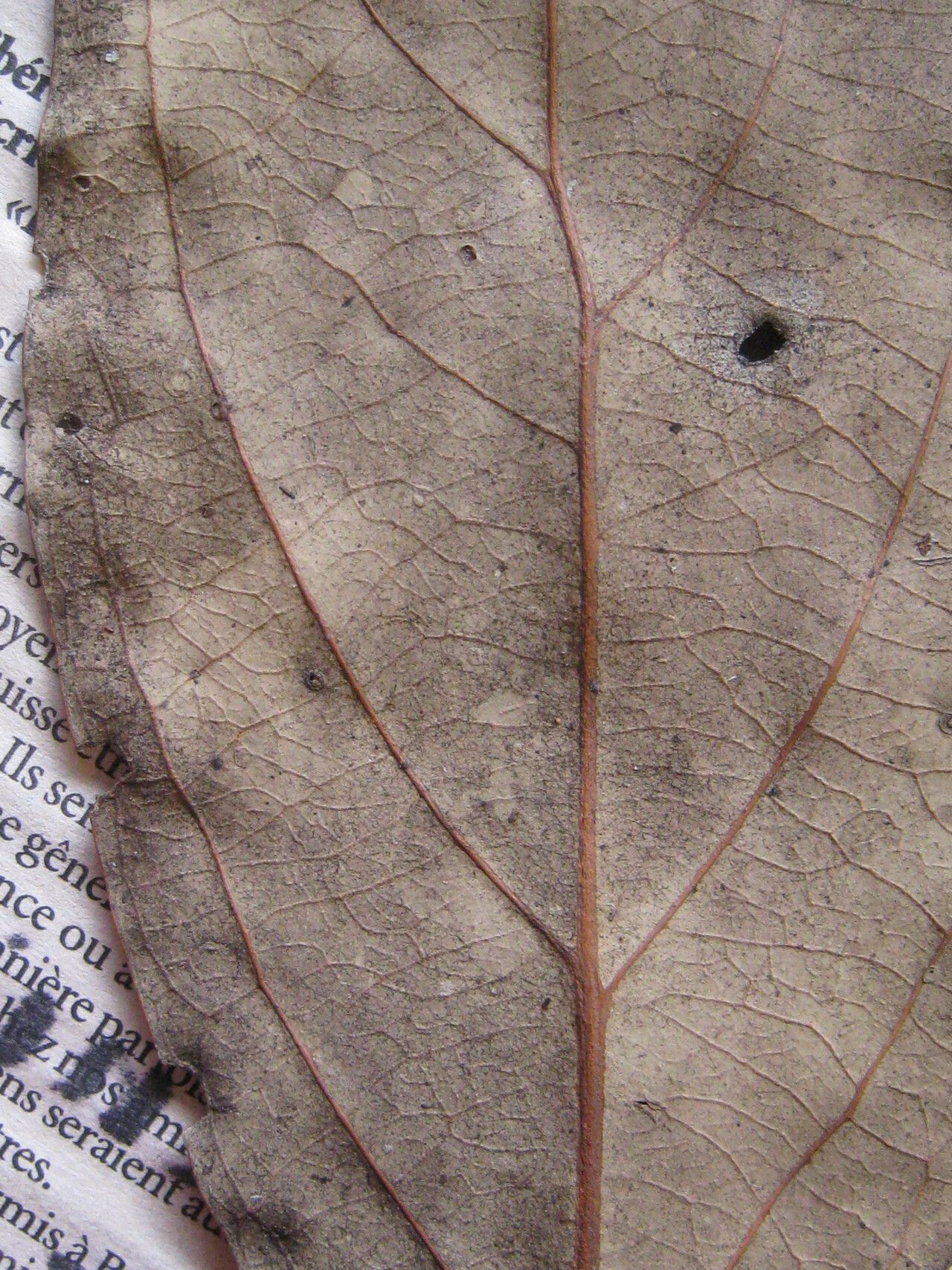 Licania affinis other