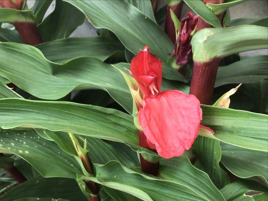Roscoea purpurea flower