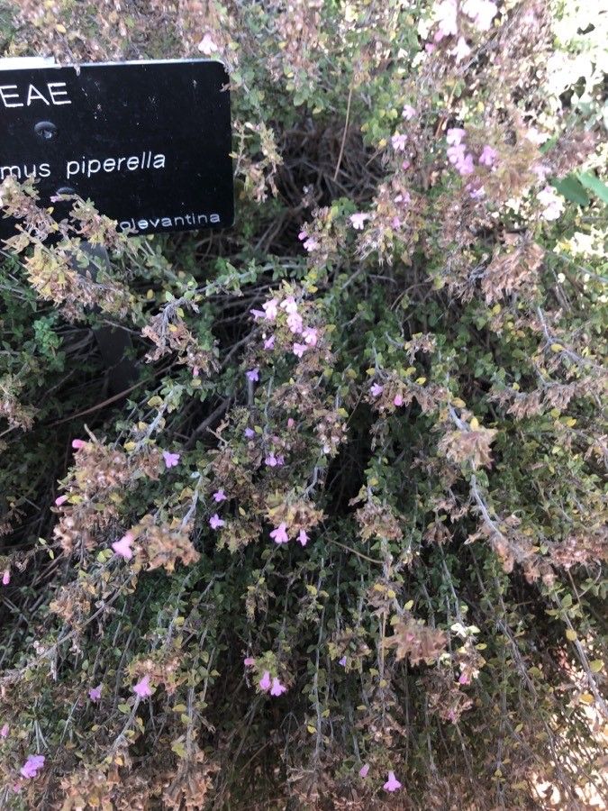 Thymus piperella habit