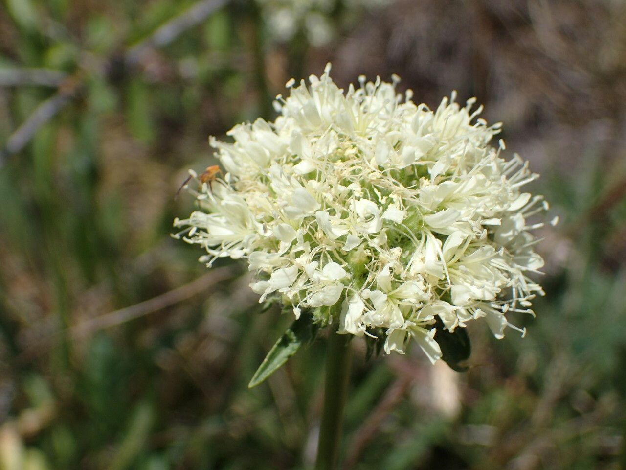 Saponaria bellidifolia flower