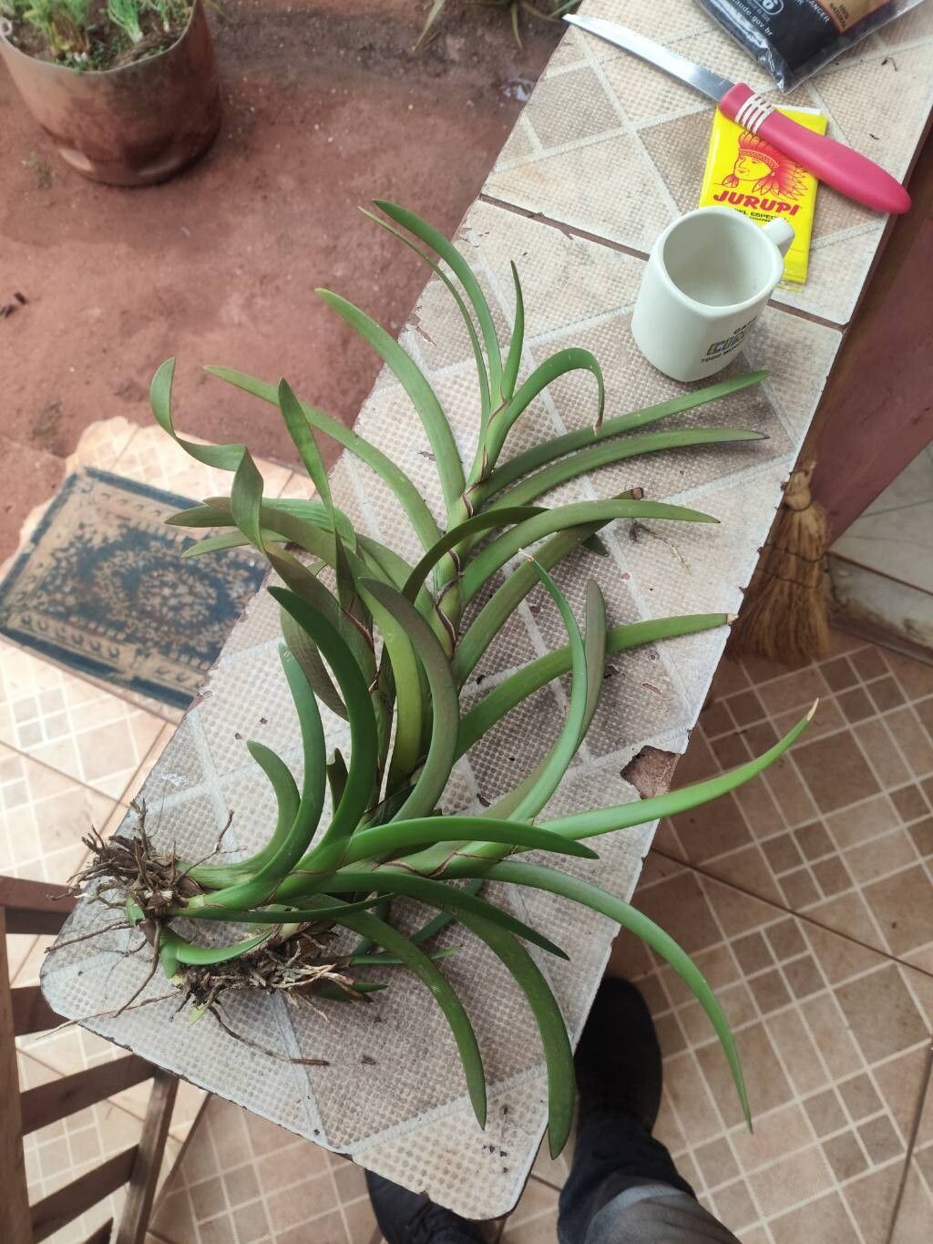 Maxillaria equitans — houseplant care guide