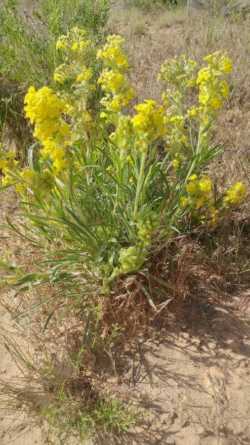 Cryptantha confertiflora — related species from the same genus