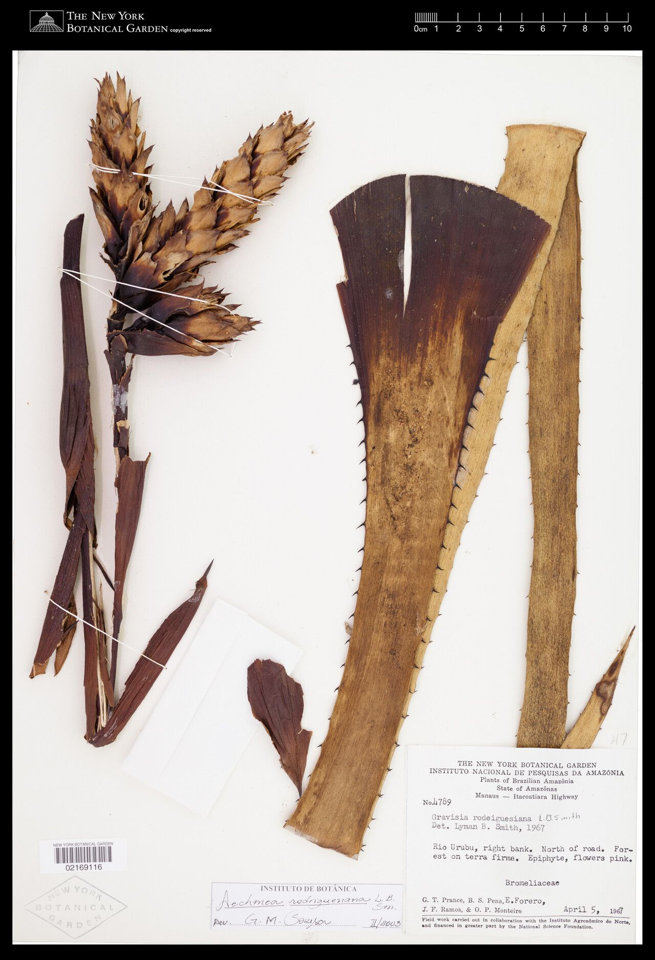 Aechmea rodriguesiana fruit