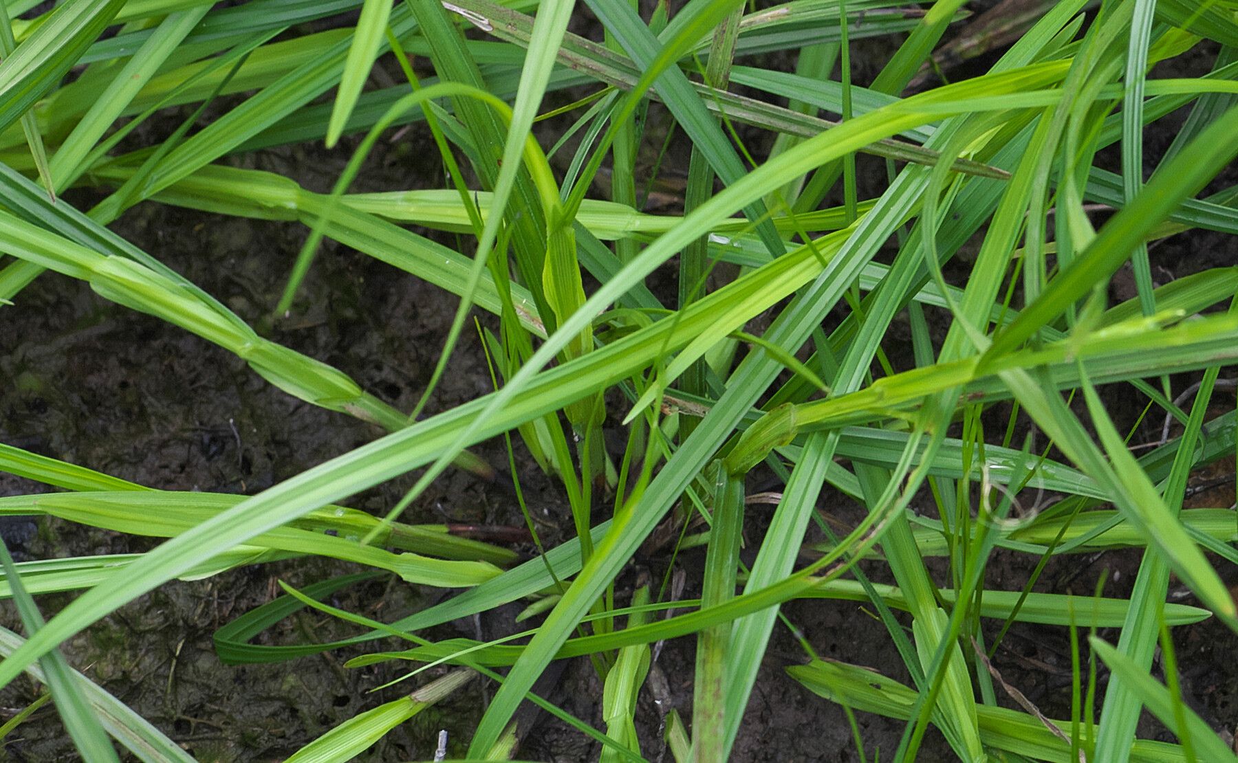 Scleria parvula — houseplant care guide