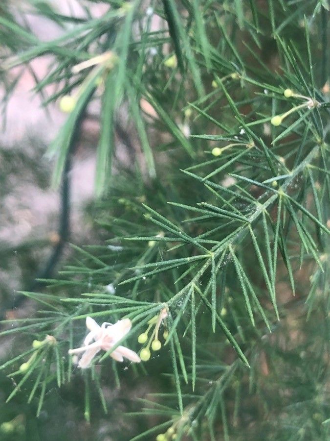 Asparagus fallax — houseplant care guide