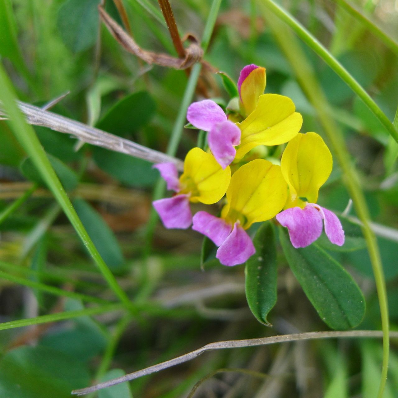 Hosackia gracilis flower