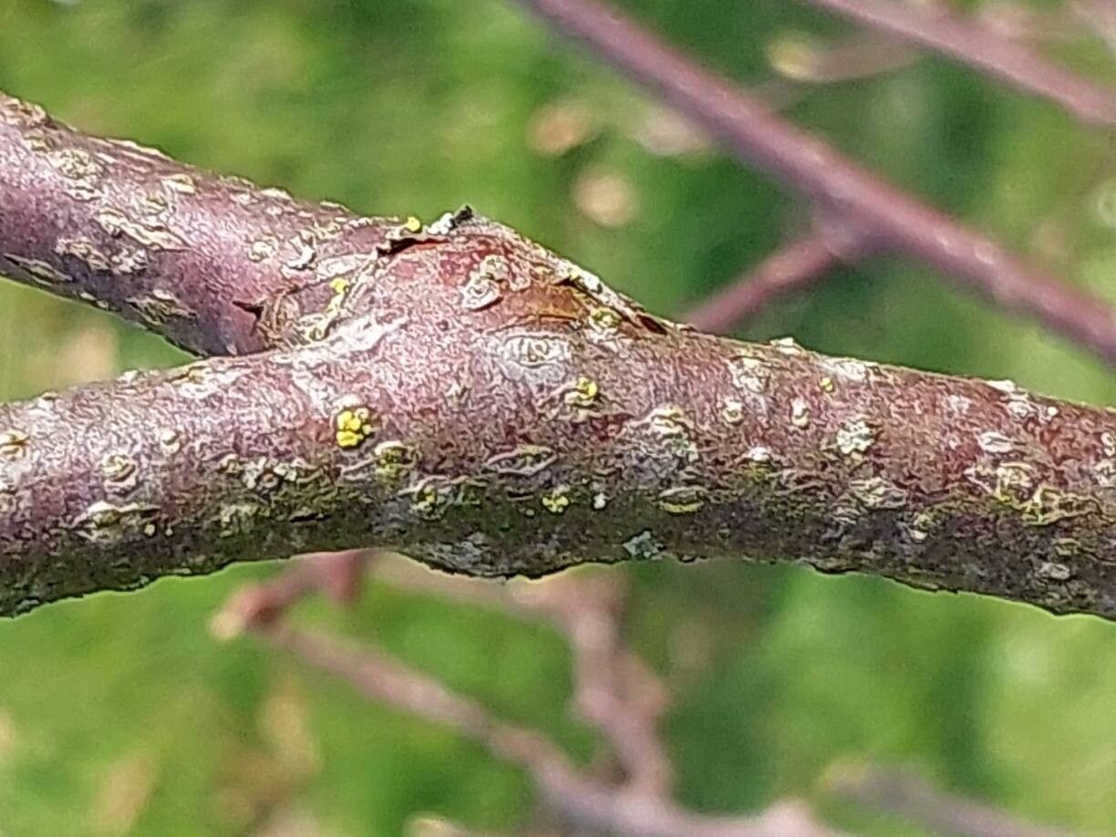 Actinidia tetramera bark