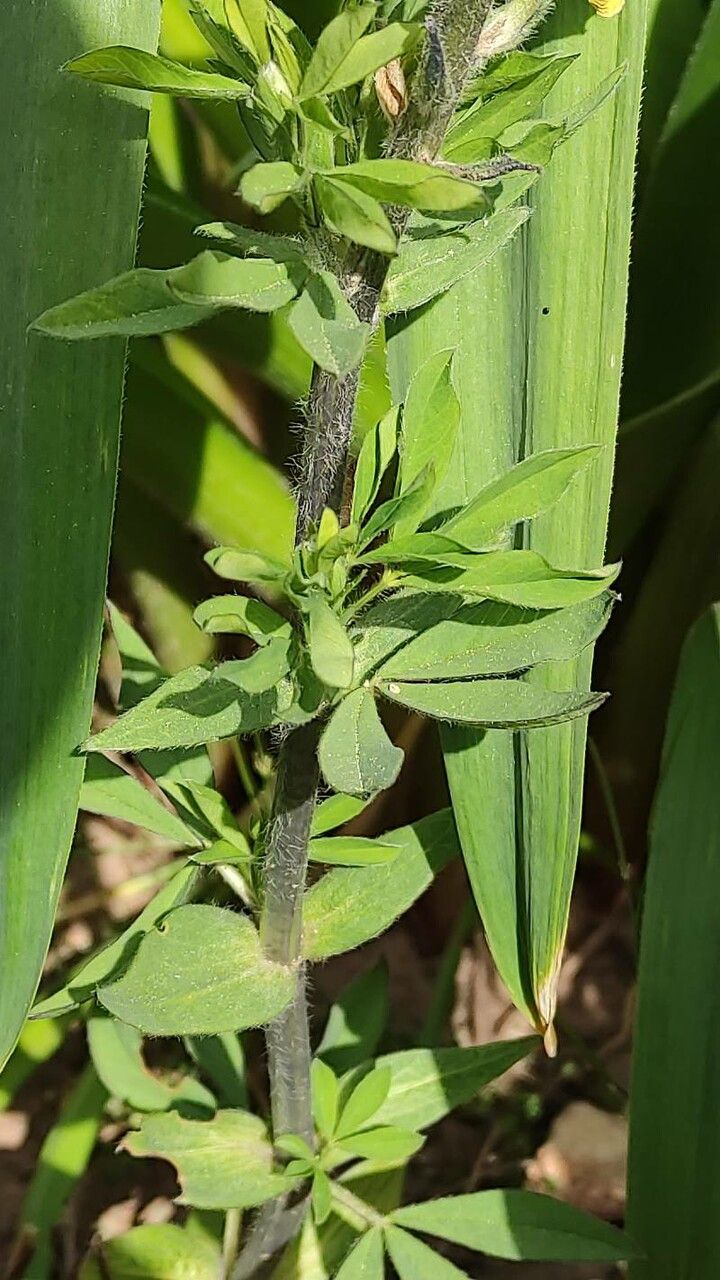 Thermopsis lanceolata — search result for 'Kazakhstan'