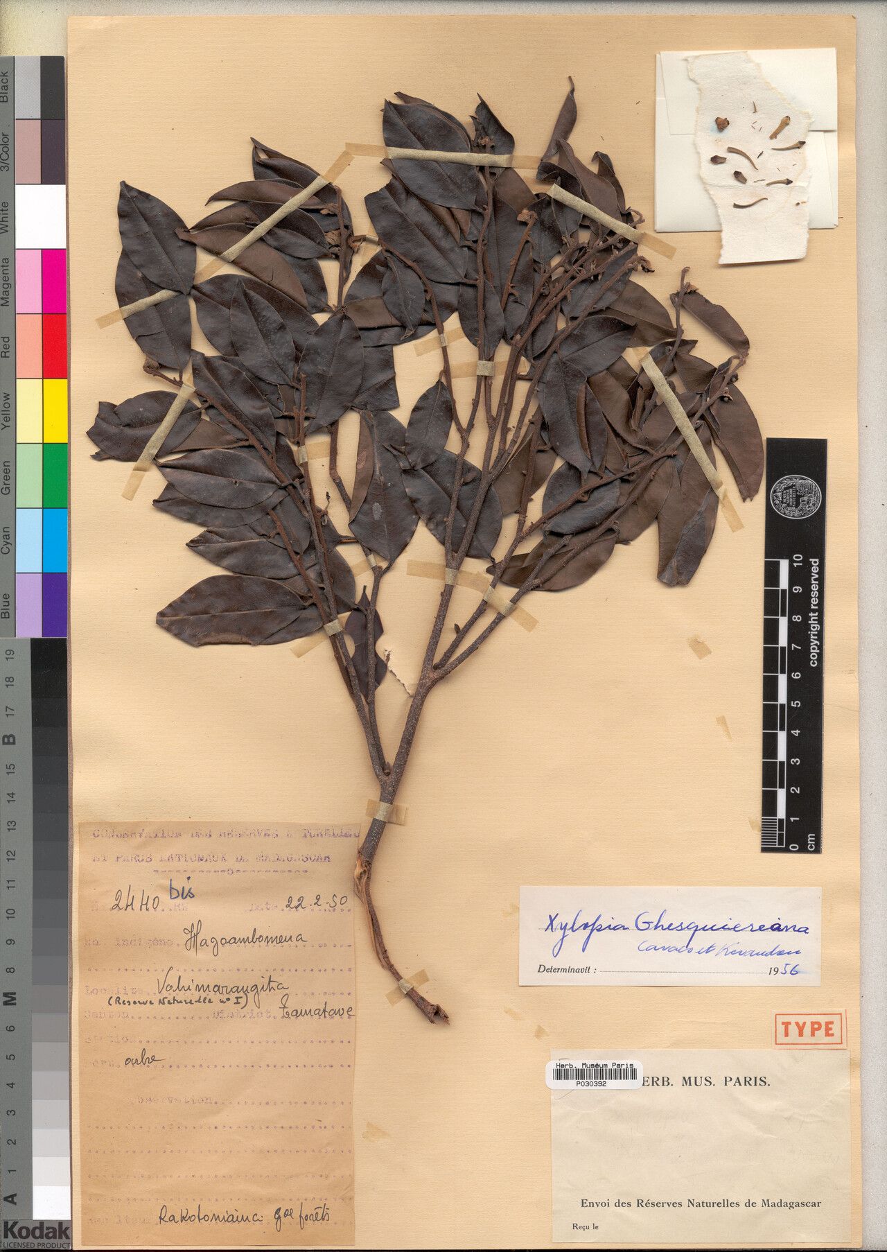 Xylopia ghesquiereana — search result for 'Xylopia'