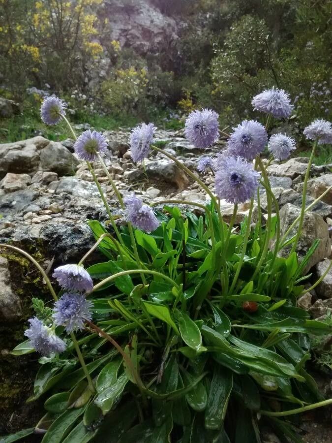 Globularia nudicaulis flower