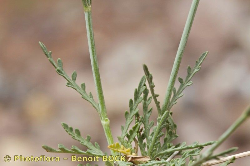 Scabiosa parielii bark