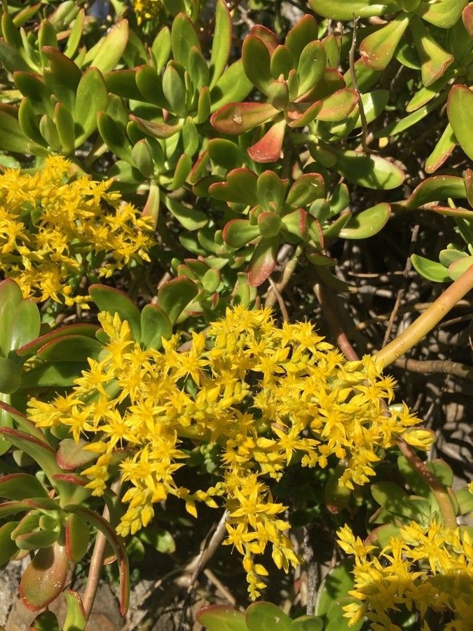 Sedum praealtum flower