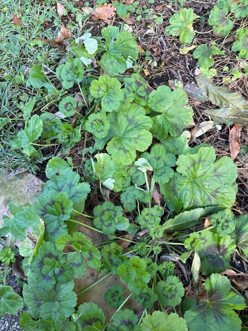 Pelargonium ranunculophyllum — houseplant care guide