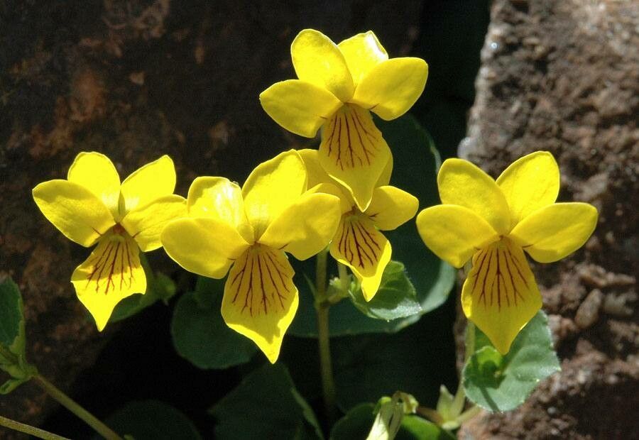 Viola Biflora flower