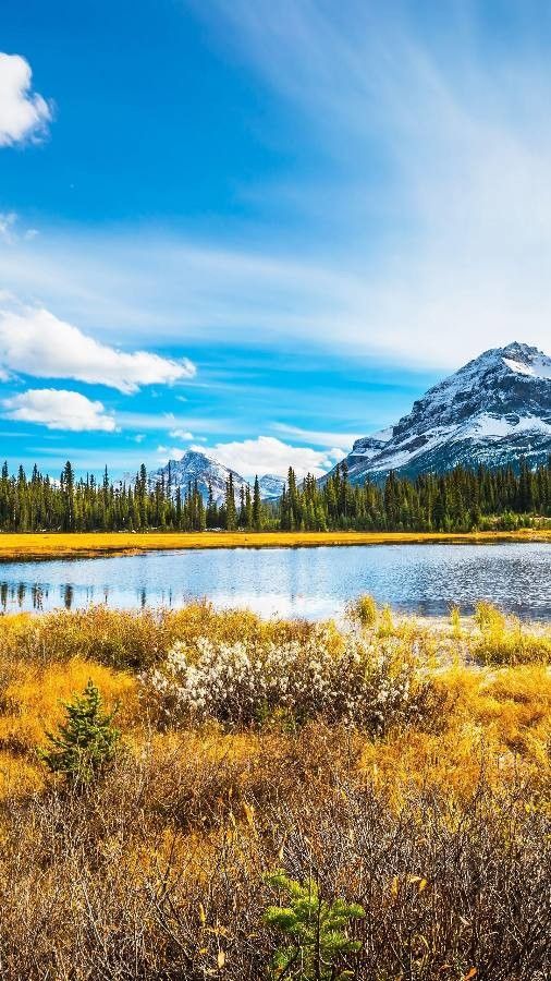 Larix lyallii flower