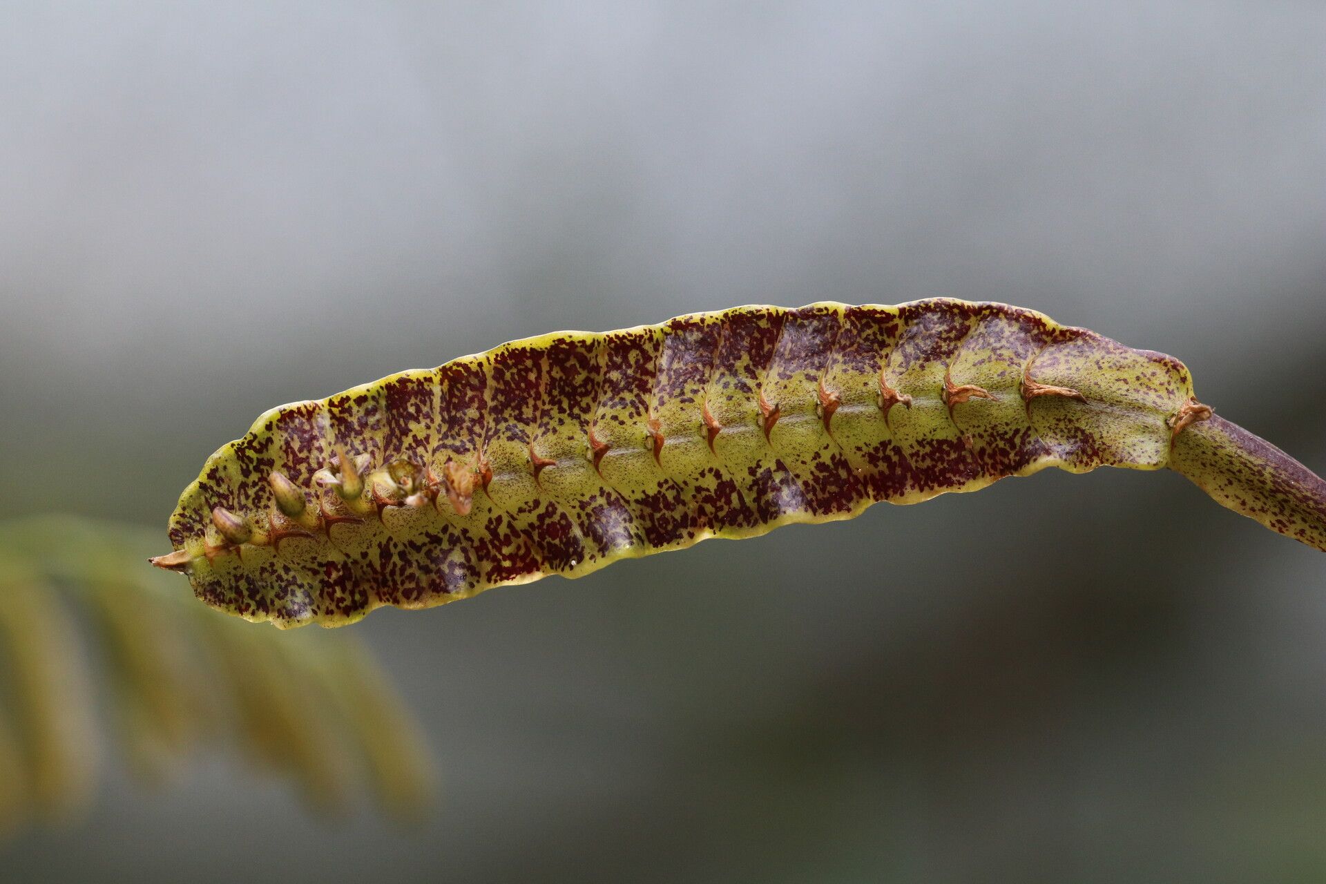 Bulbophyllum maximum other