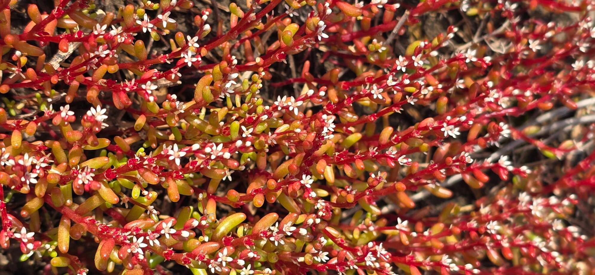 Sedum microcarpum — houseplant care guide