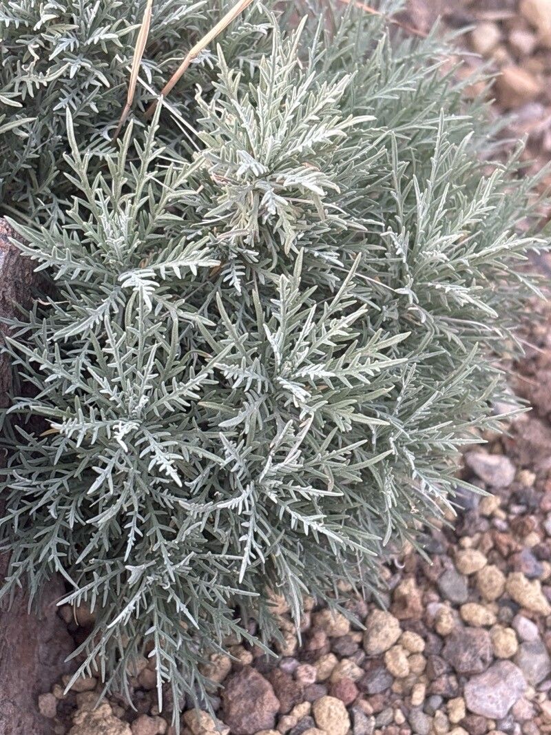 Descurainia lemsii — search result for 'Descurainia'