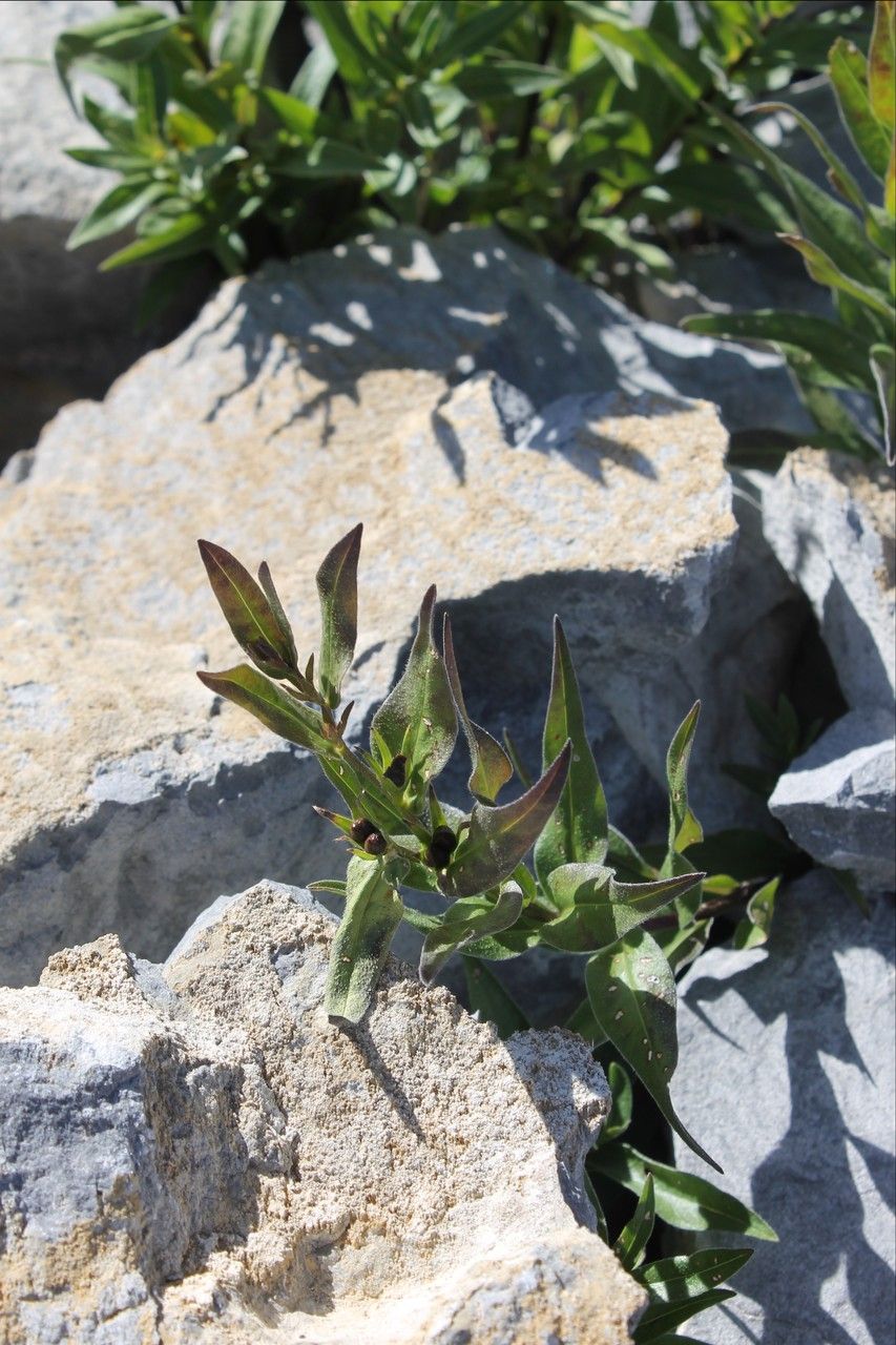 Buglossoides gastonii leaf