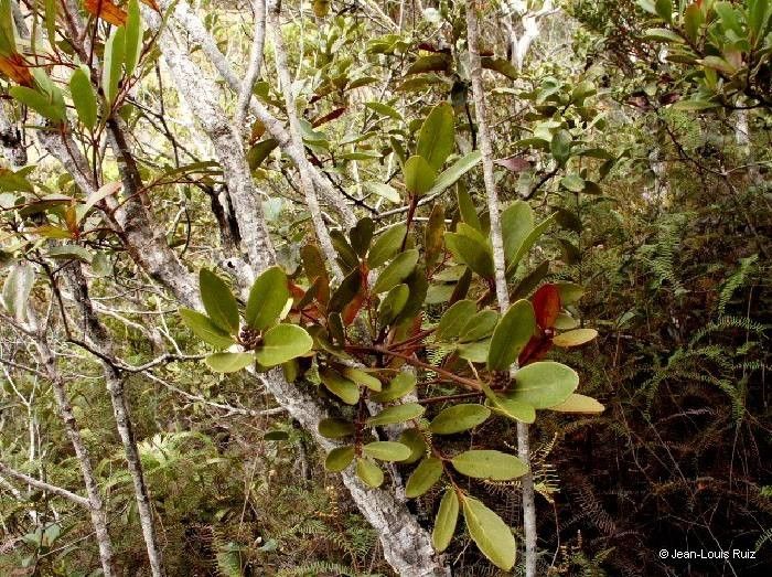 Polyscias biformis habit