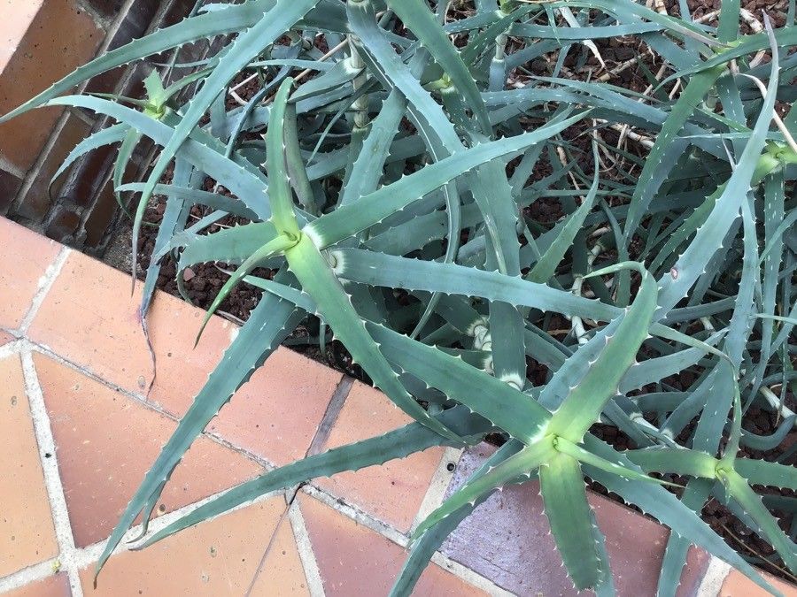 Aloe bakeri — search result for 'Aloe'