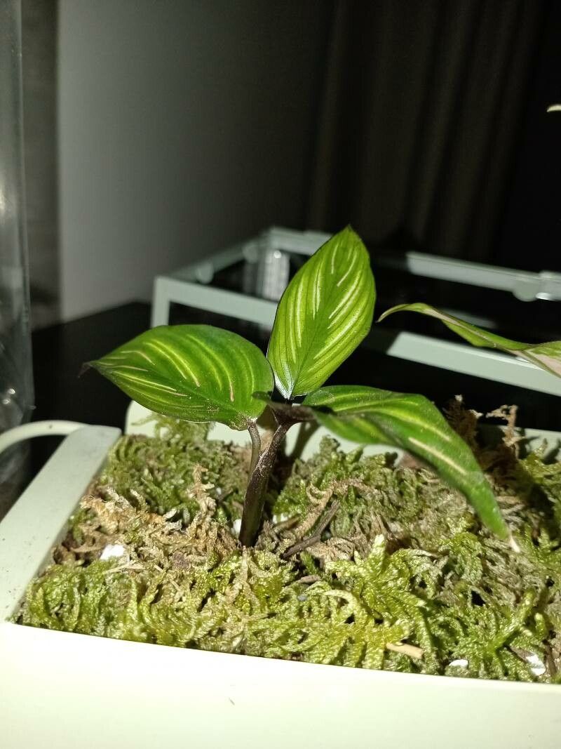 Goeppertia elliptica habit