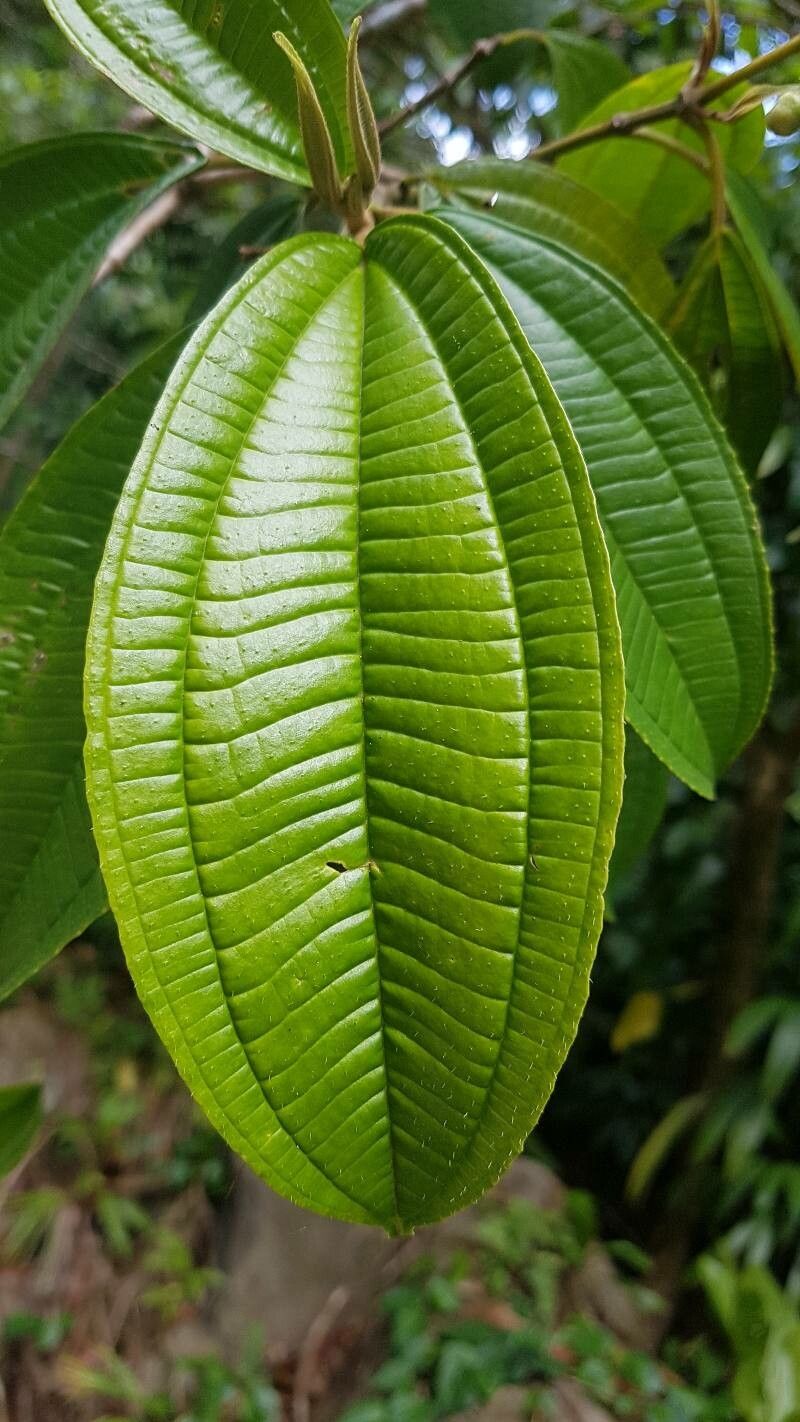 Miconia subhirsuta — houseplant care guide