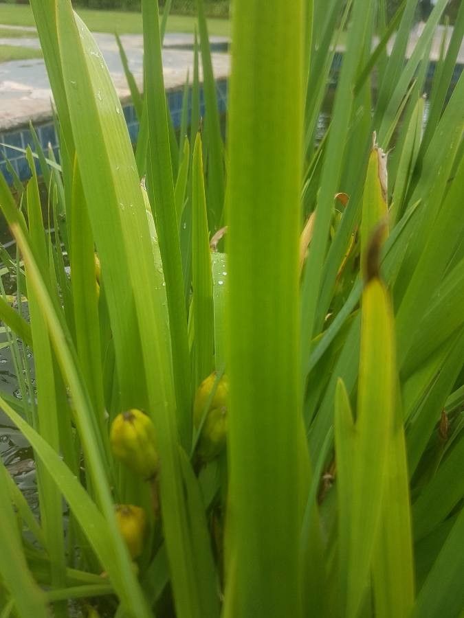 Trimezia steyermarkii leaf
