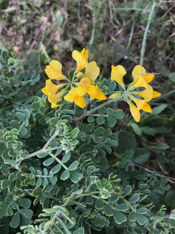 Hippocrepis multisiliquosa flower