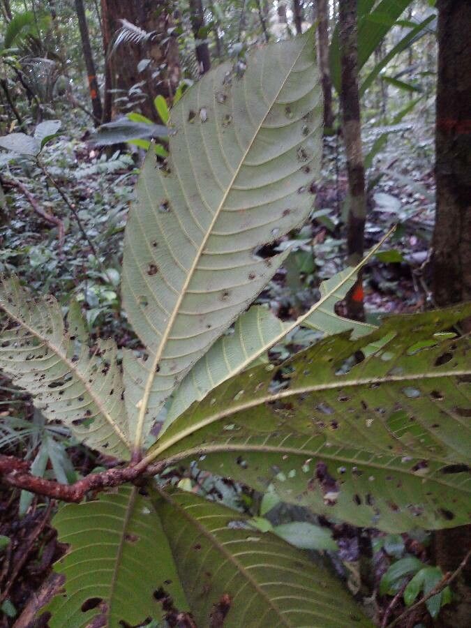 Duroia eriopila — related species from the same genus