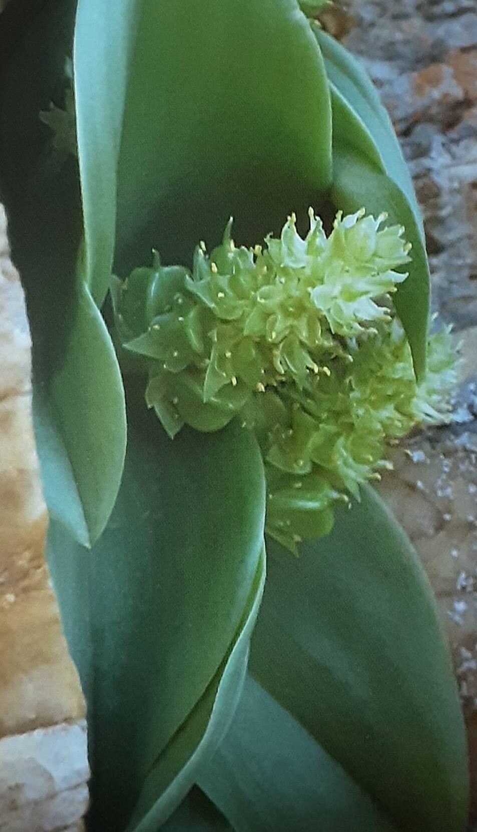 Massonia bifolia — related species from the same genus