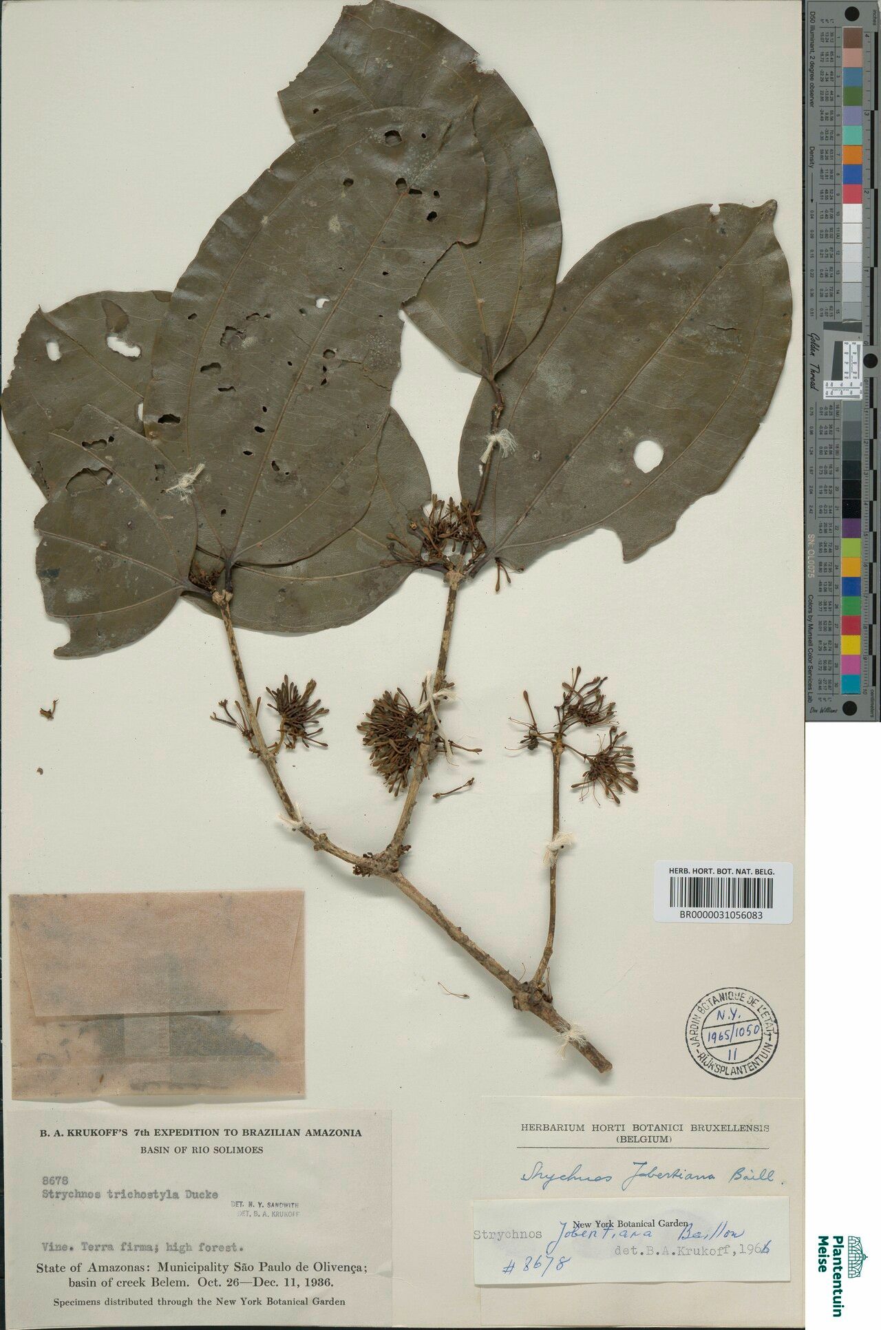 Strychnos jobertiana fruit