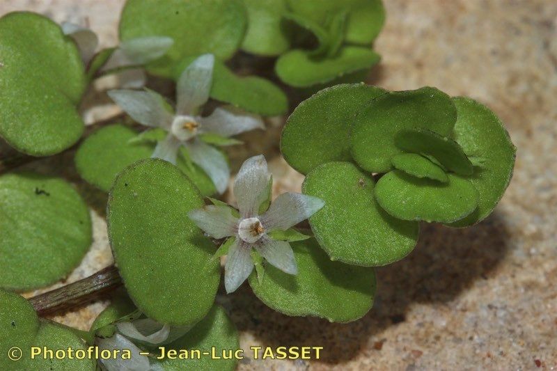 Lysimachia tyrrhenia — search result for 'Lysimachia'