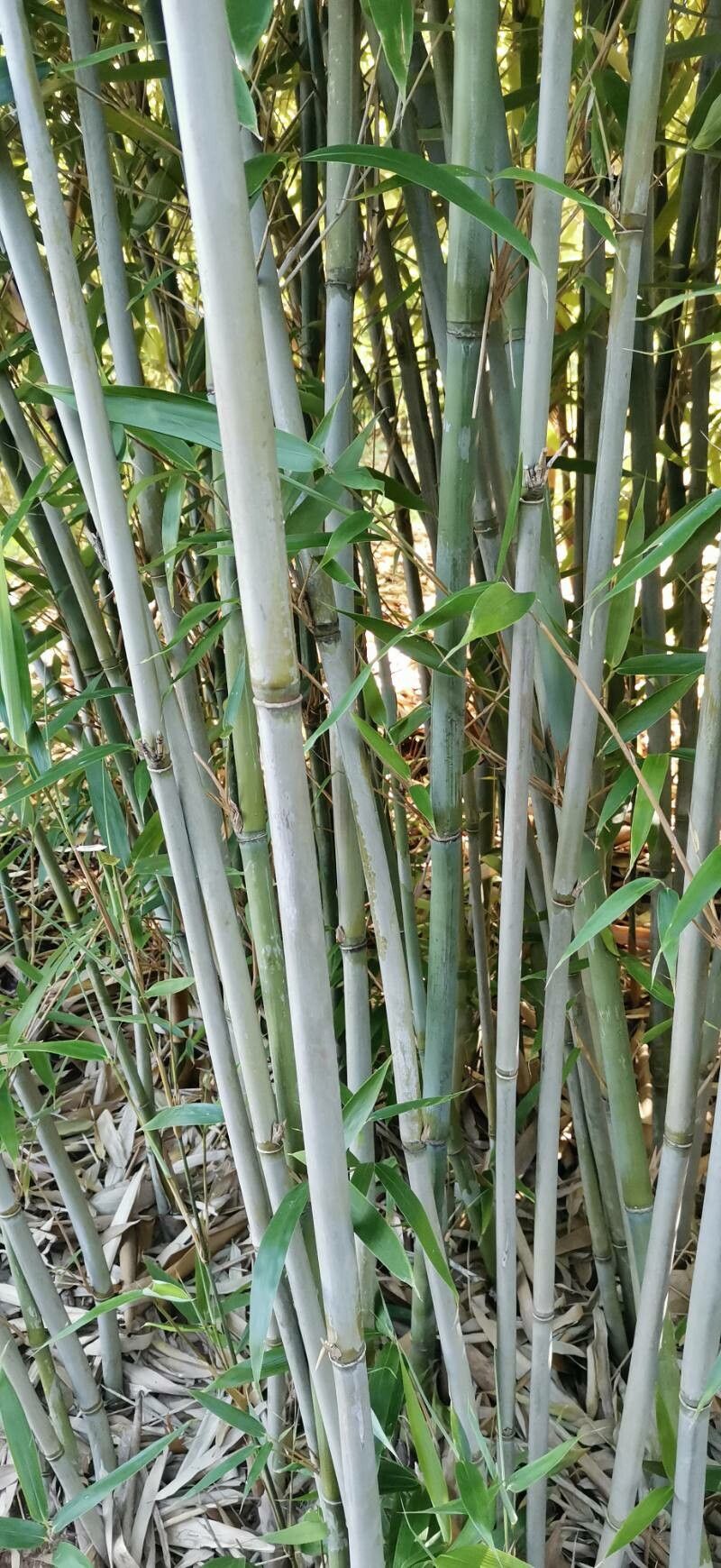 Bashania fargesii bark